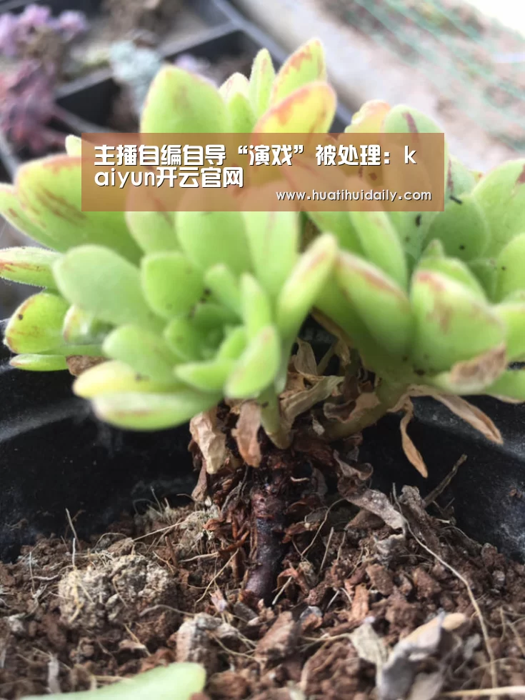 主播自编自导“演戏”被处理:kaiyun开云官网(图1) kaiyun开云